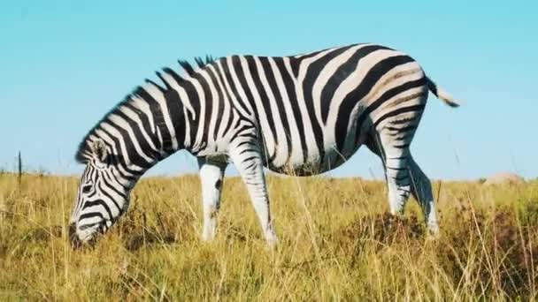 Równiny Zebra Zjada Liście Środku Ranka Republice Południowej Afryki Rezerwacie — Wideo stockowe