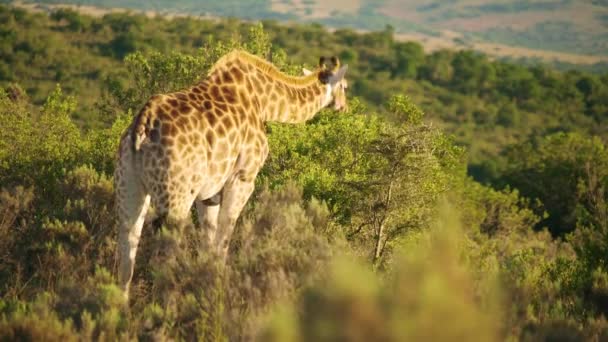 ケープキリンはアカシアの木の間に一人で立っていて 南アフリカの早朝に枝を食べます — ストック動画