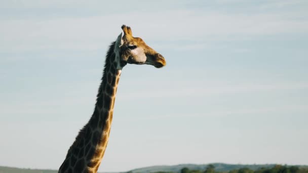 Cape Giraff Står Ensam Med Huvudet Luften Tuggar Akaciaträd Folie — Stockvideo