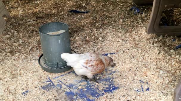 Poulet Fantaisie Blanc Brun Avec Des Joues Humoristiques Pelucheuses Fourrages — Video