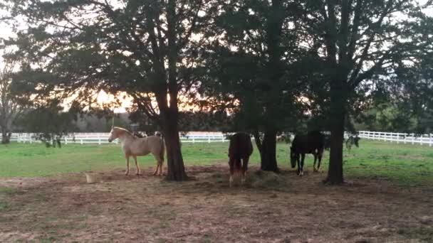 Drei Pferde Stehen Bei Sonnenuntergang Unter Schattigen Bäumen Auf Einem — Stockvideo