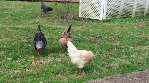 Enquanto Frango Bronzeado Colorido Com Bochechas Fofas Está Sendo Empurrado — Vídeo de Stock