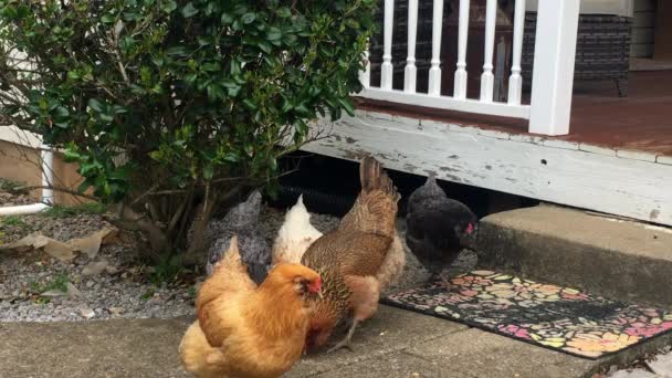 Unieke Chique Kippen Blijven Opduiken Van Onder Veranda Gaan Feed — Stockvideo