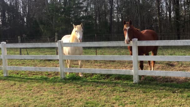 Várakozva, ezek a barátságos lovak mind a ketten a fejüket a fehér fából készült kerítés, abban a reményben, hogy kap egy sárgarépa. Fehér ló és barna ló a reggeli aranyóra, napos nap.