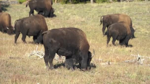 Bison Herd Pastva Meadow Yellowstone National Park Wyoming Usa Full — Stock video