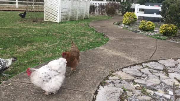 食べ物のための歩道に沿って面白い羽足を持つふわふわの白い鶏 茶色の鶏は明らかに根の量を制御します これらの空想的なフリーレンジペットHens — ストック動画