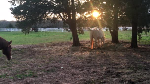 Brown Horse Walks White Horse Grazing Shaded Tree Area Golden — Stock Video