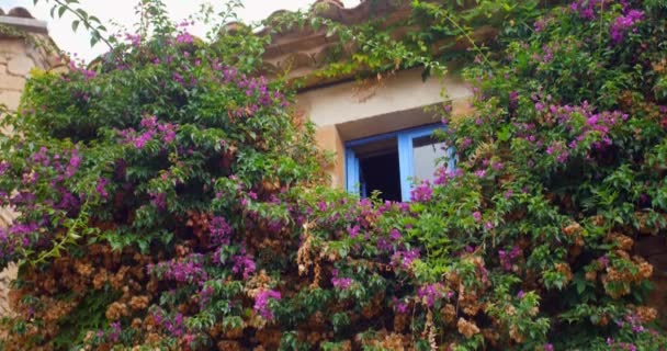 Primer Plano Edificio Con Ventana Azul Plantas Cubiertas Capturadas Desde — Vídeos de Stock