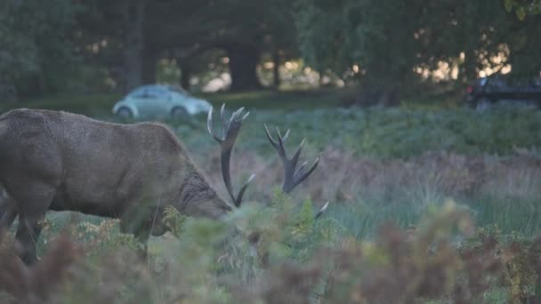 Cerf Mangeant Avec Des Voitures Passant Arrière Plan — Video