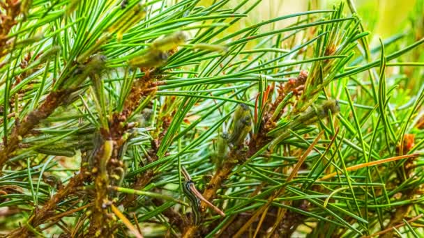 Timelapse Nest Pine Tree Processionary Caterpillar Crawling Green Needles Zbliżenie — Wideo stockowe