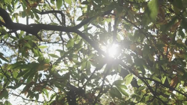 Zonlicht Dat Door Groene Bladeren Stroomt Bruin Wordt Voor Herfst — Stockvideo