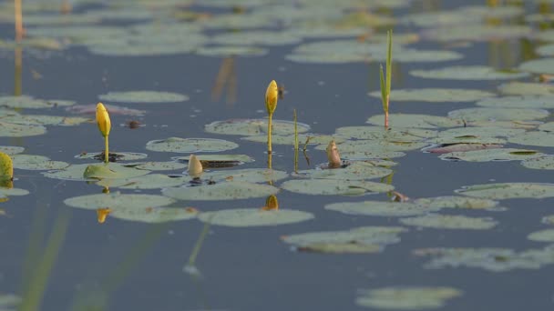 Желтые Цветки Водяных Лилий Отражаются Спокойных Водах Озера Керкини Северной — стоковое видео