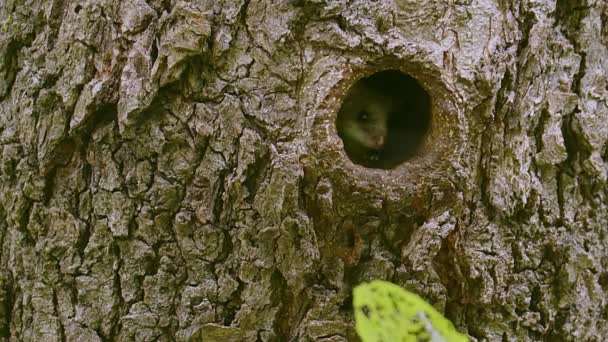 Ein Sehr Süßer Siebenschläfer Glis Glis Schnüffelt Die Luft Als — Stockvideo