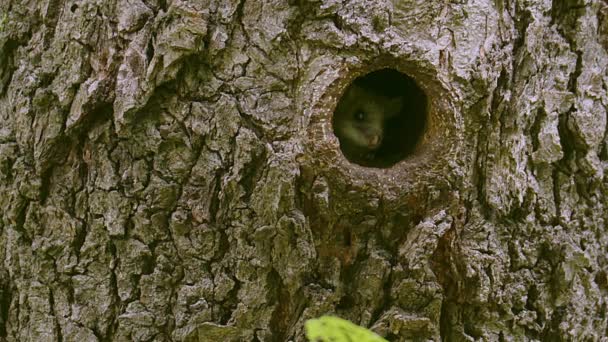 Een Heel Schattige Eetbare Zevenslaper Glis Glis Kijkt Recht Naar — Stockvideo