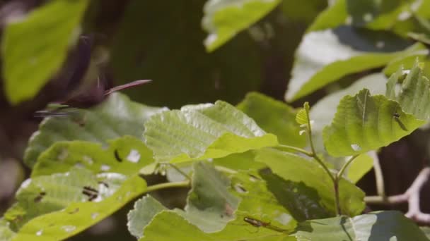 Una Hembra Hermosa Damisela Calopteryx Virgo Posa Sobre Una Hoja — Vídeo de stock