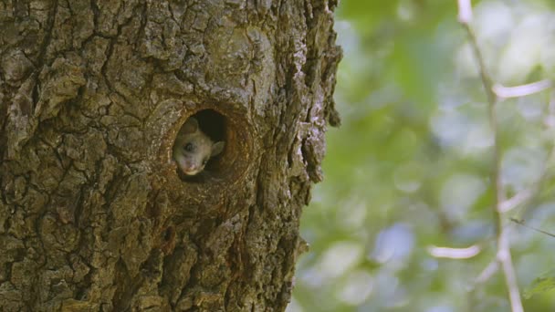 Ein Niedlicher Siebenschläfer Glis Glis Guckt Aus Seinem Nestloch Der — Stockvideo