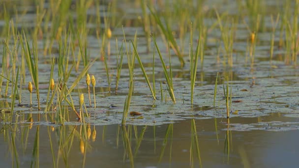 黎明时分 希腊北部Kerkini湖的一片被洪水淹没的草地上 长满了绿色的草丛中闪烁着淡黄色的水莲 — 图库视频影像