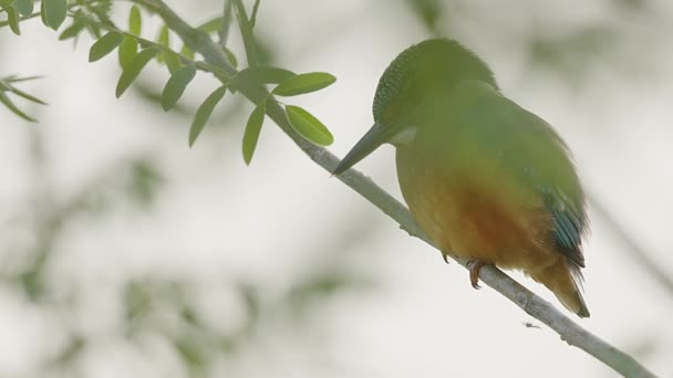 Tight Shot Common Kingfisher Alcedo Atthis Filmado Través Del Follaje — Vídeo de stock