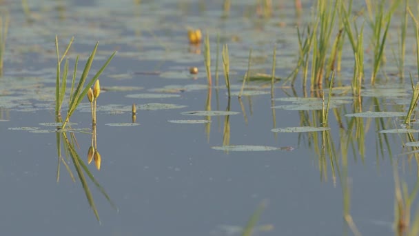 Світанку Спокійних Водах Озера Керкіні Півночі Греції Відбиваються Жовті Водойми — стокове відео