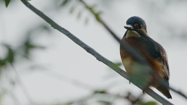 Tiro Apertado Kingfisher Comum Alcedo Atthis Empoleirado Ramo Que Varre — Vídeo de Stock