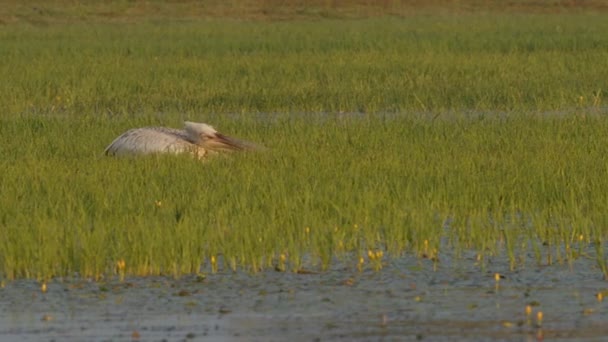 Молодой Далматинский Пеликан Pelecanus Crispus Плавает Среди Трав Затопленного Луга — стоковое видео