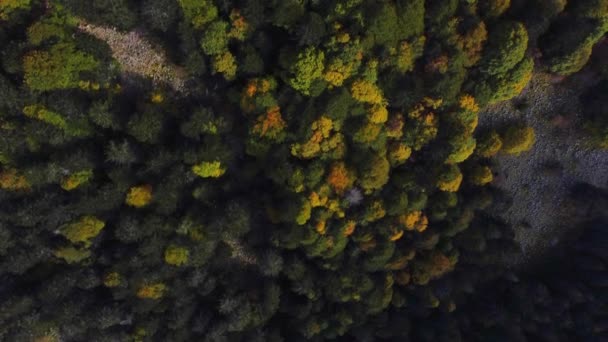 Aerial Top View Autumn Foliage Evergreen Forest Fall Season Vosges — Stock Video