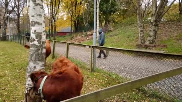 Vacas Marrones Pastando Recinto Mientras Gente Camina Cerca Movimiento Decae — Vídeo de stock