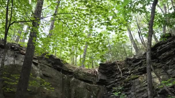 Zwarte Sedimentaire Rotswand Strata Lagen Achtergrond Een Vochtig Bos — Stockvideo