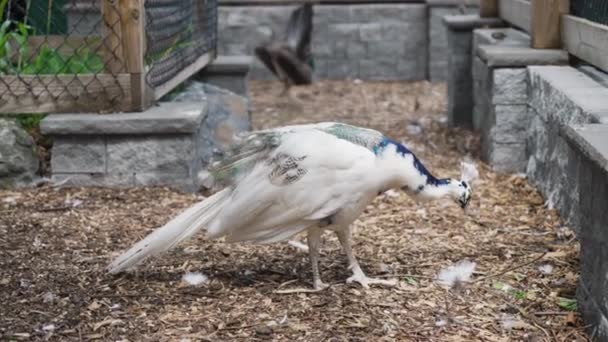 Merak Albino Betina Putih Mematuk Tanah Sebuah Peternakan Kalkun Pavo — Stok Video