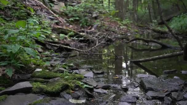 Bos Kreek Rivier Met Kleine Zwarte Platte Stenen Natuur Achtergrond — Stockvideo