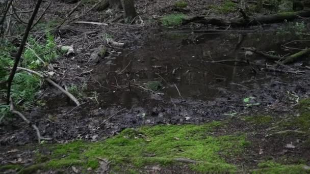 Piso Del Bosque Lleno Fondo Barro Negro Fondo Pantalla — Vídeos de Stock