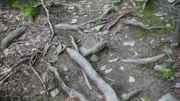 뿌리가 바닥을 — 비디오