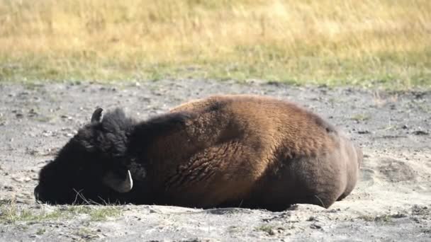 Bison Bull Falling Asleep Dusty Land Yellowstone National Park Американський — стокове відео