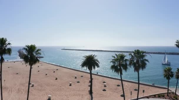 加州纽波特海滩上的高大棕榈树 海湾入口处的防波堤边 空中景观 — 图库视频影像