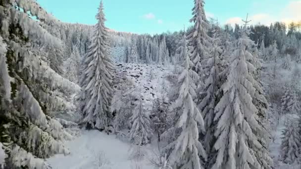 Frossen Skog Snødekte Gran Furutrær Vinterscenen Dolly Inn – stockvideo