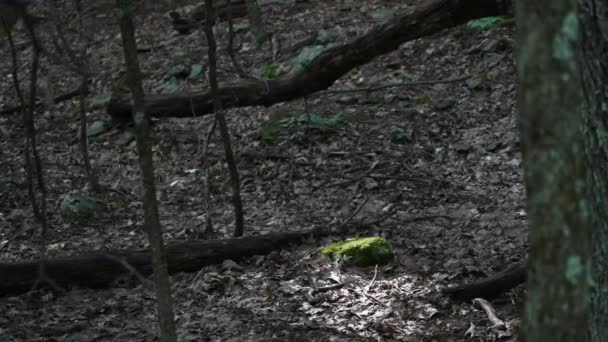 Zblízka Hnědé Tmavé Lesní Podlahy Pozadí — Stock video