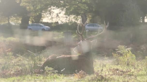 Cerf Prélasser Dans Champ Que Les Voitures Passent Arrière Plan — Video