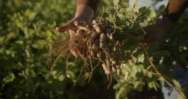 Rolnik Młoda Dziewczyna Ręce Zebranych Orzeszków Ziemnych Jesienne Zbiory Koncepcja — Wideo stockowe