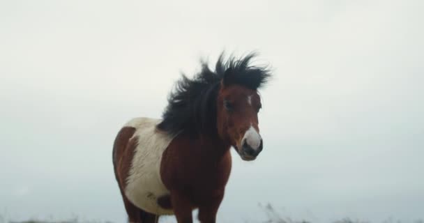 Wild Bruin Paard Berglandschap Tijdens Het Grazen — Stockvideo