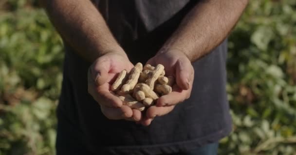 Petani Tangan Orang Tua Memetik Kacang Pemanenan Musim Gugur Bertani — Stok Video