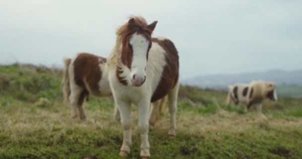 Wilde Weiße Und Braune Pferde Auf Der Weide Der Berglandschaft — Stockvideo