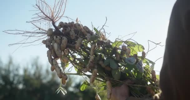 Campesino Joven Manos Con Cacahuetes Cosechados Cosecha Otoño Concepto Agricultura — Vídeos de Stock