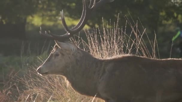 Primer Plano Seguimiento Perfil Stag Richmond Park Con Ciclista Fondo — Vídeos de Stock