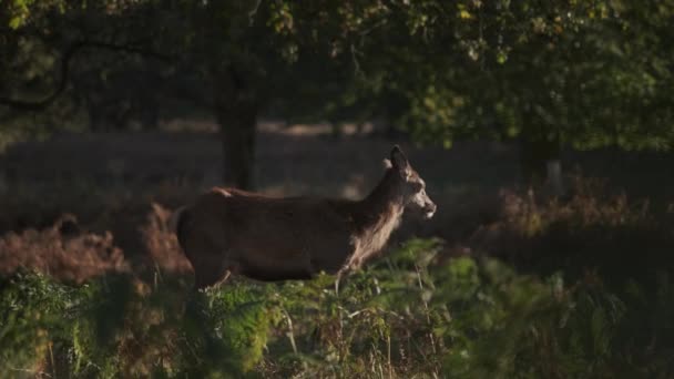 Jonge Herten Last Van Vliegen Voeden Bij Zonsondergang Licht — Stockvideo