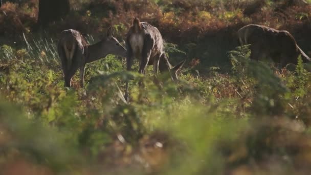 鹿食嫩叶慢动作的低滑步体射击 — 图库视频影像