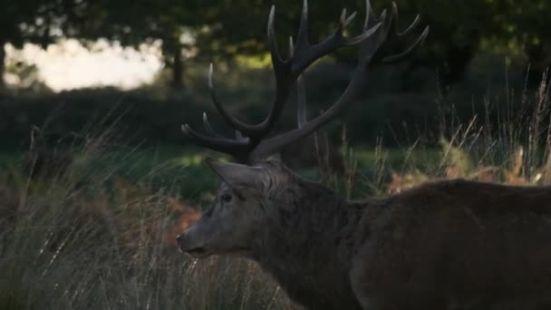 Primo Piano Profilo Tracking Shot Stag Rallentatore — Video Stock