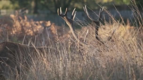 Tracciamento Colpo Cervo Corna Attraverso Sottobosco Rallentatore — Video Stock