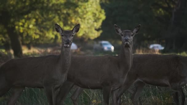 수많은 사슴들 카메라를 들여다보며 로지나가는 바라본다 — 비디오
