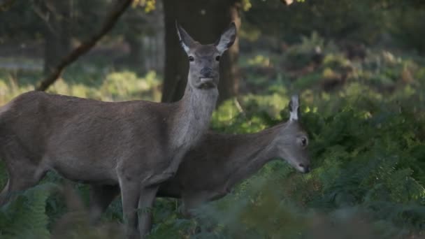 Μητέρα Και Κόρη Ελάφια Στέκονται Μαζί Αργή Κίνηση — Αρχείο Βίντεο