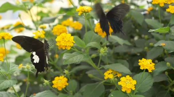 Super Pomalý pohyb černých motýlů tlukoucích křídla a sajících nektar barevného květinového záhonu během slunečního svitu - zblízka